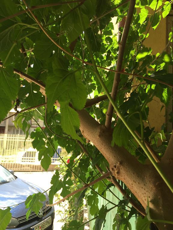 Vilele Liliana Navodari Bagian luar foto