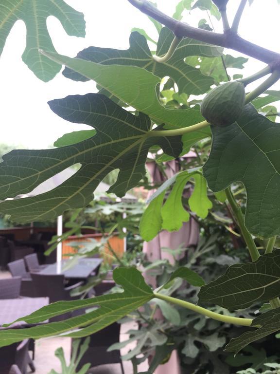 Vilele Liliana Navodari Bagian luar foto